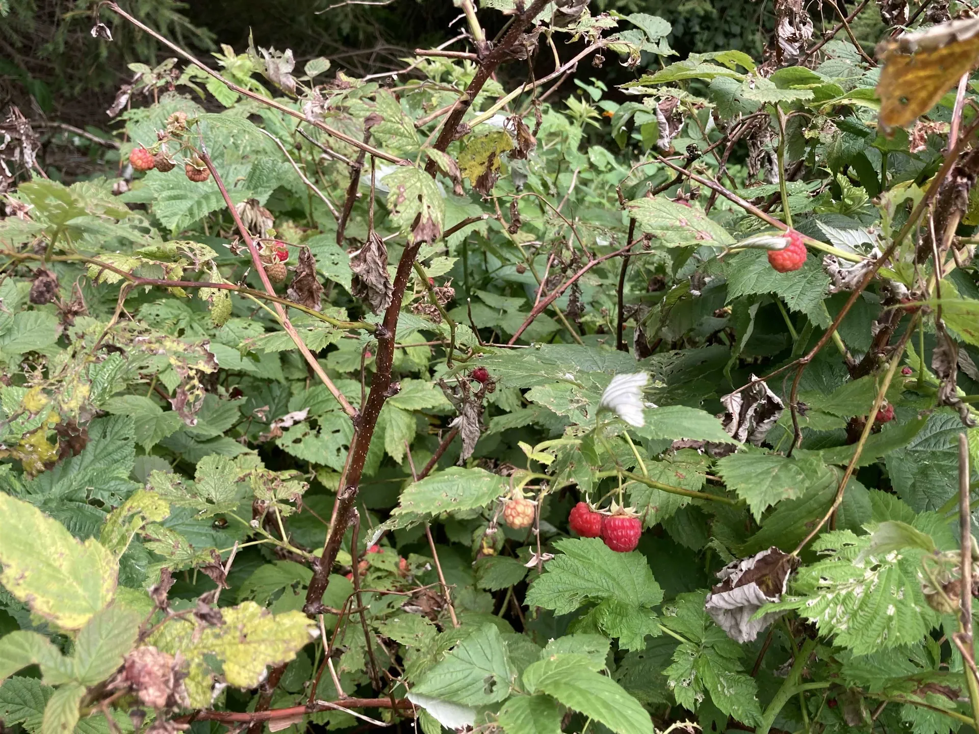 885 Burke Road Sutton VT 05867