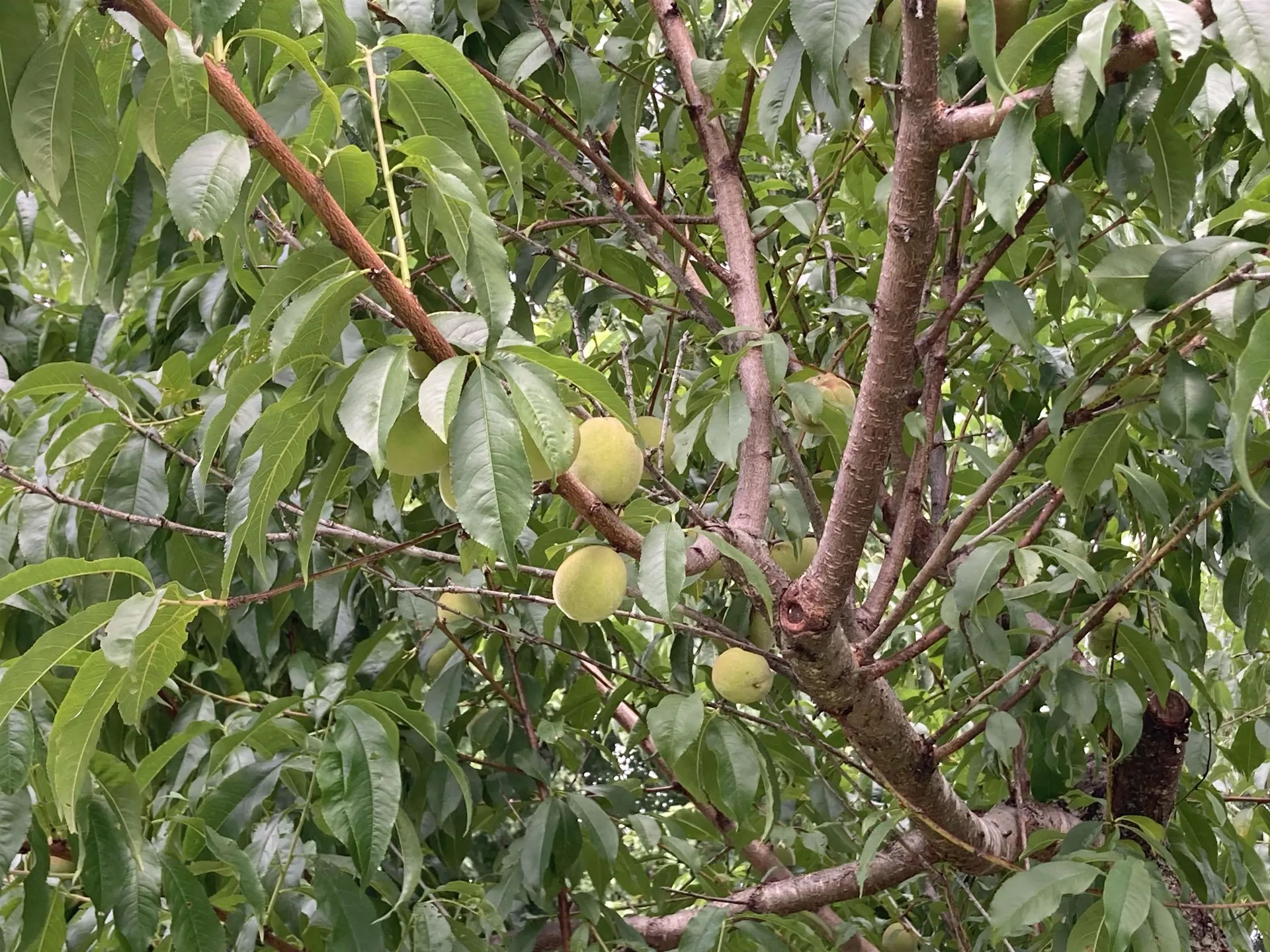 885 Burke Road Sutton VT 05867