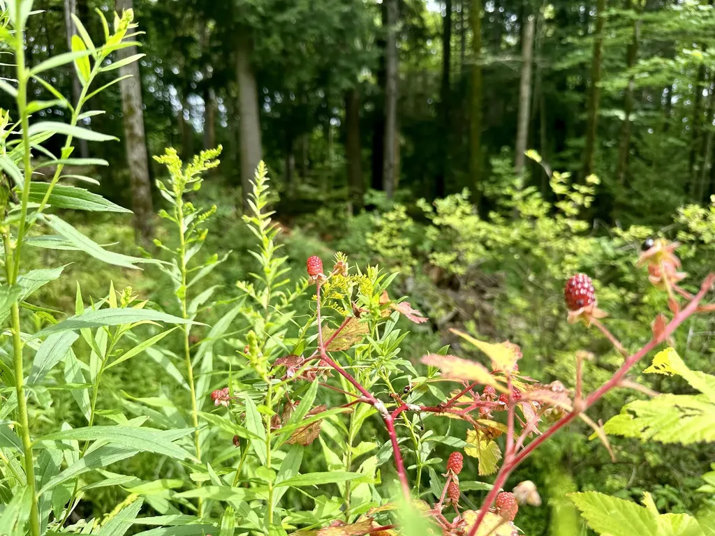 00 Knolls Road Warren VT 05674