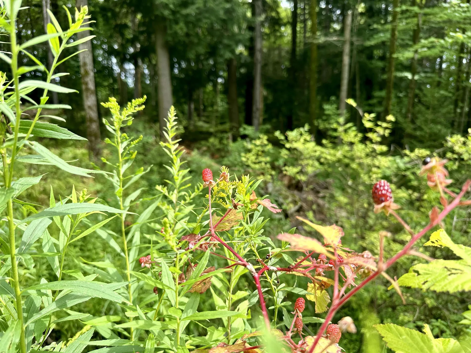 00 Knolls Road Warren VT 05674