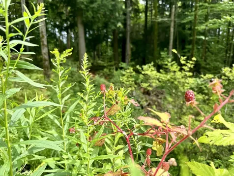 00 Knolls Road Warren VT 05674