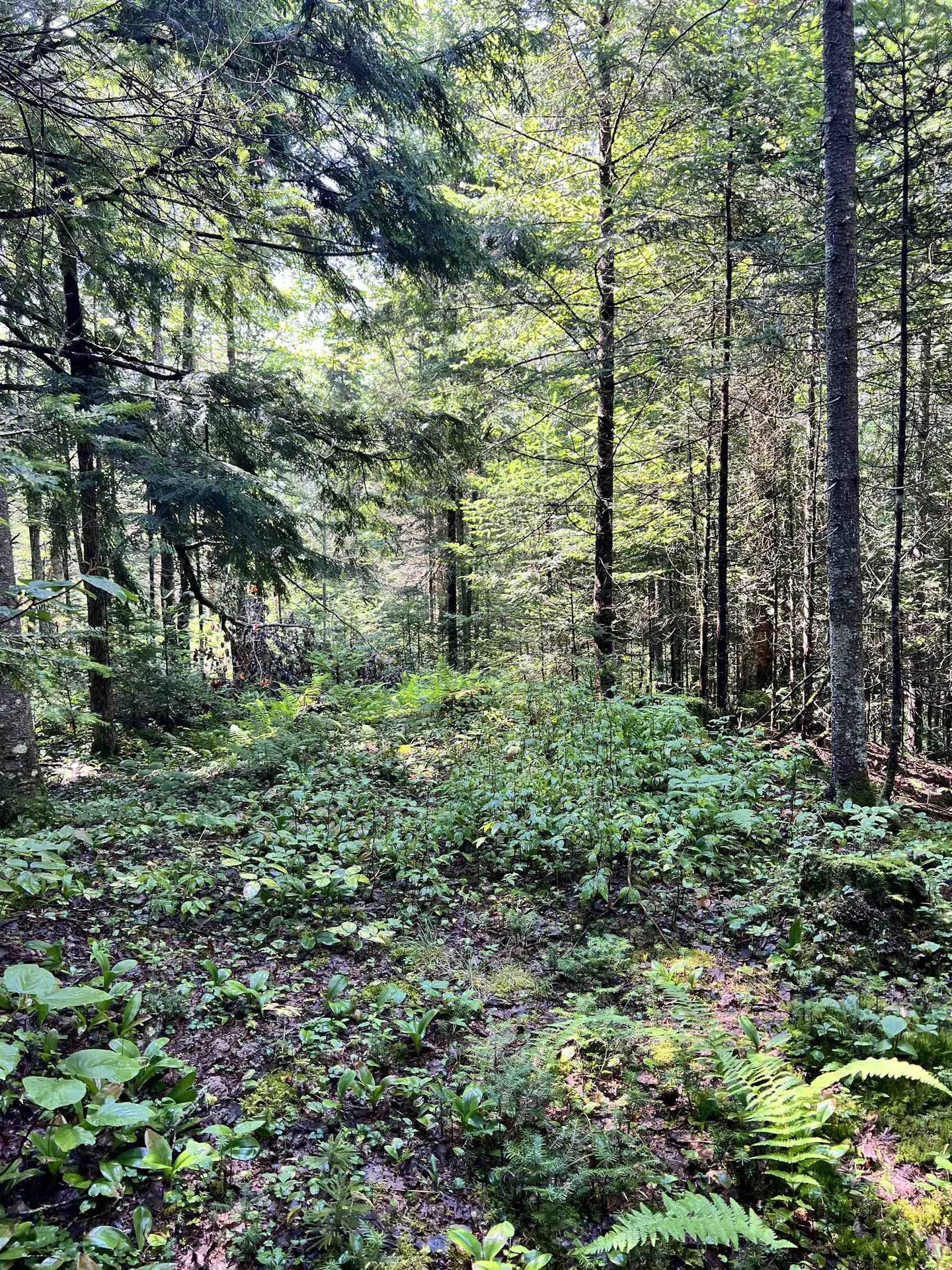 0 Granby Road Granby VT 05840