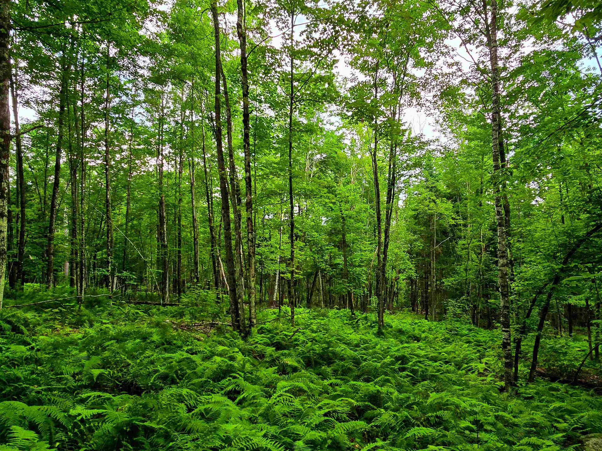 873 Roystan Ridge Newbury VT 05081