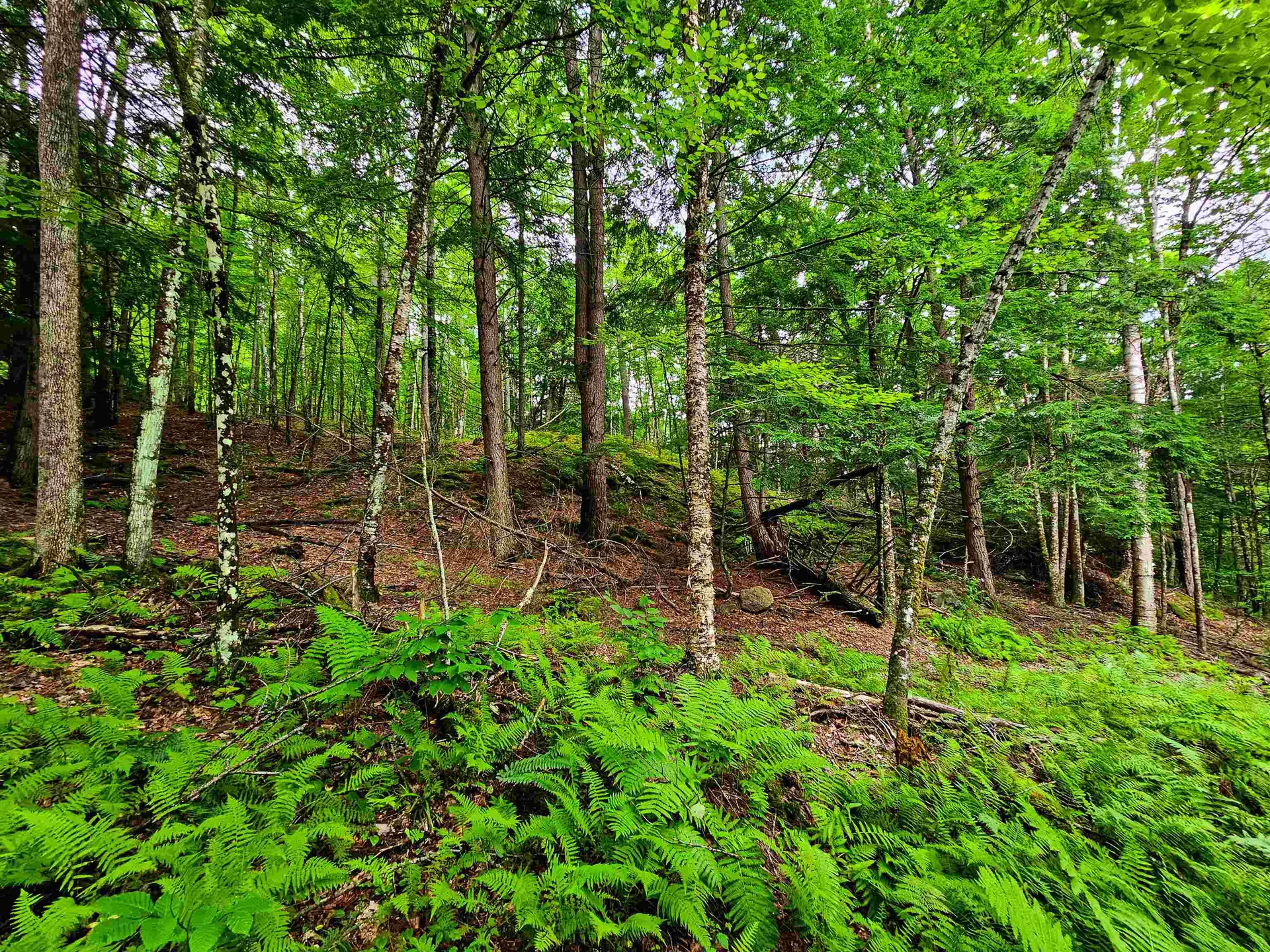 873 Roystan Ridge Newbury VT 05081
