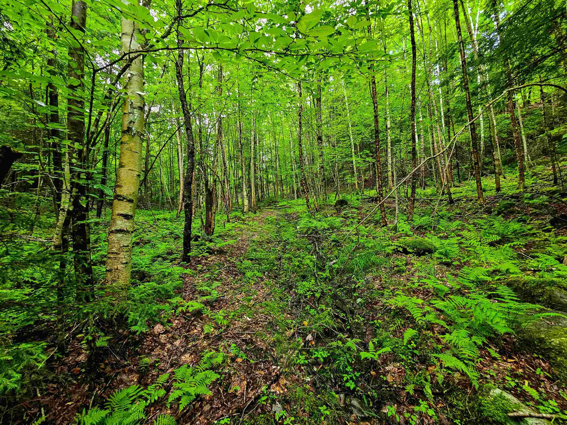 873 Roystan Ridge Newbury VT 05081