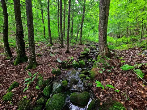 873 Roystan Ridge Newbury VT 05081
