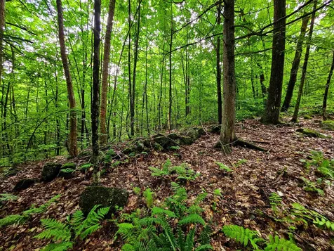 873 Roystan Ridge Newbury VT 05081