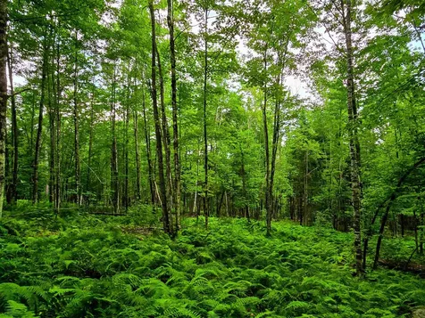 873 Roystan Ridge Newbury VT 05081
