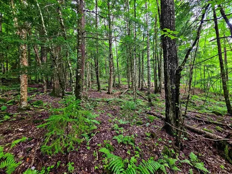 873 Roystan Ridge Newbury VT 05081