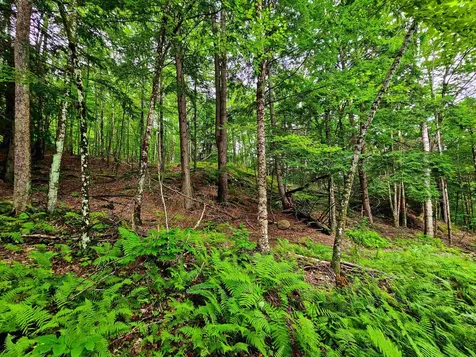 873 Roystan Ridge Newbury VT 05081