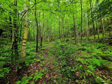 873 Roystan Ridge Newbury VT 05081