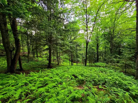 873 Roystan Ridge Newbury VT 05081