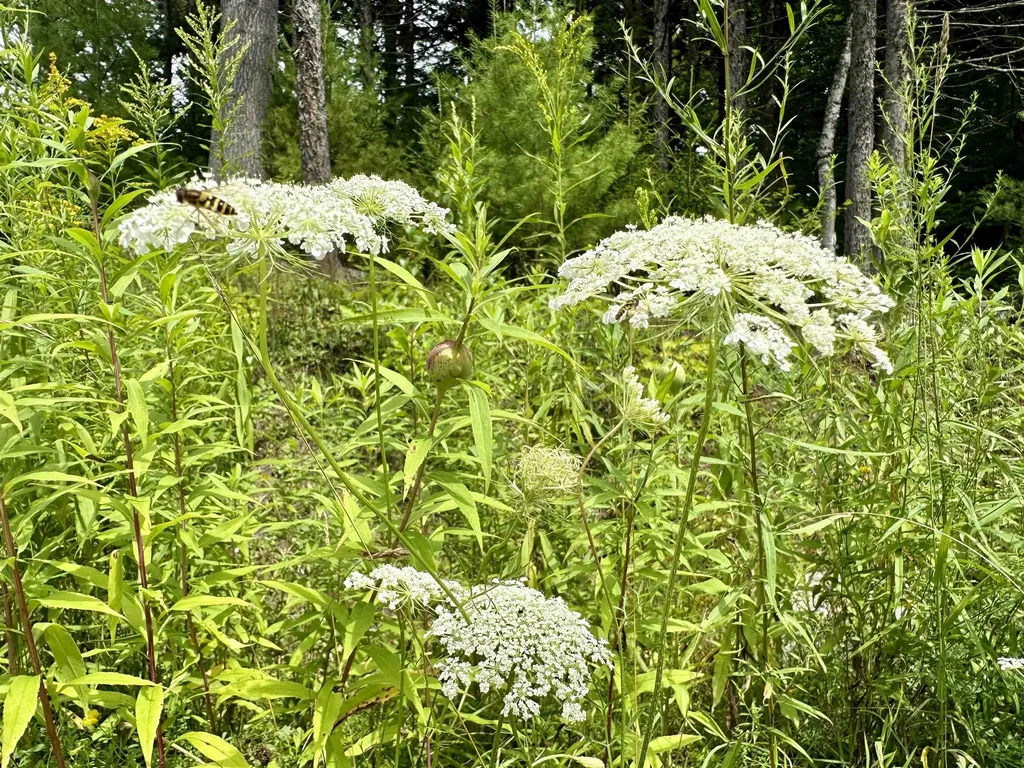 00 Knolls Road Warren VT 05674