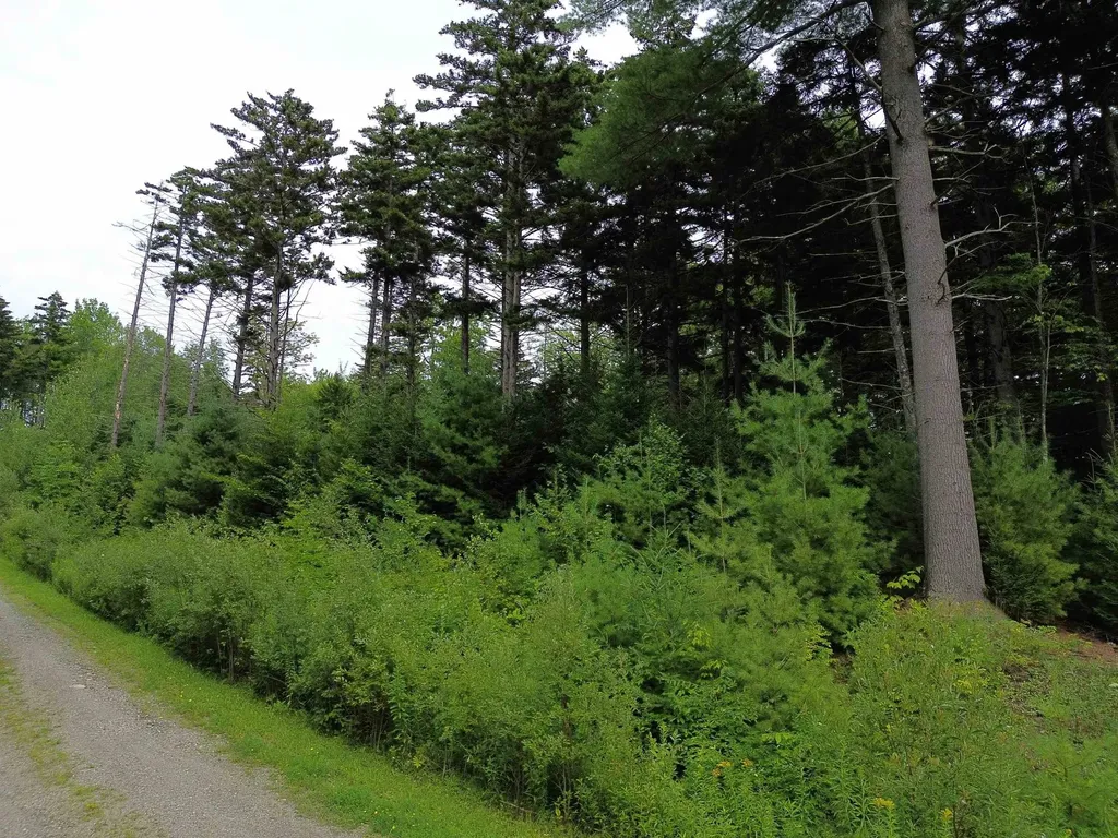 00 Knolls Road Warren VT 05674