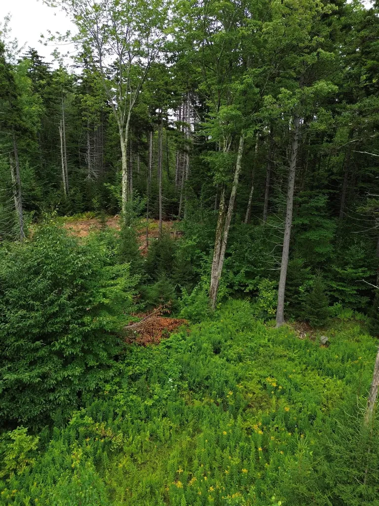 00 Knolls Road Warren VT 05674