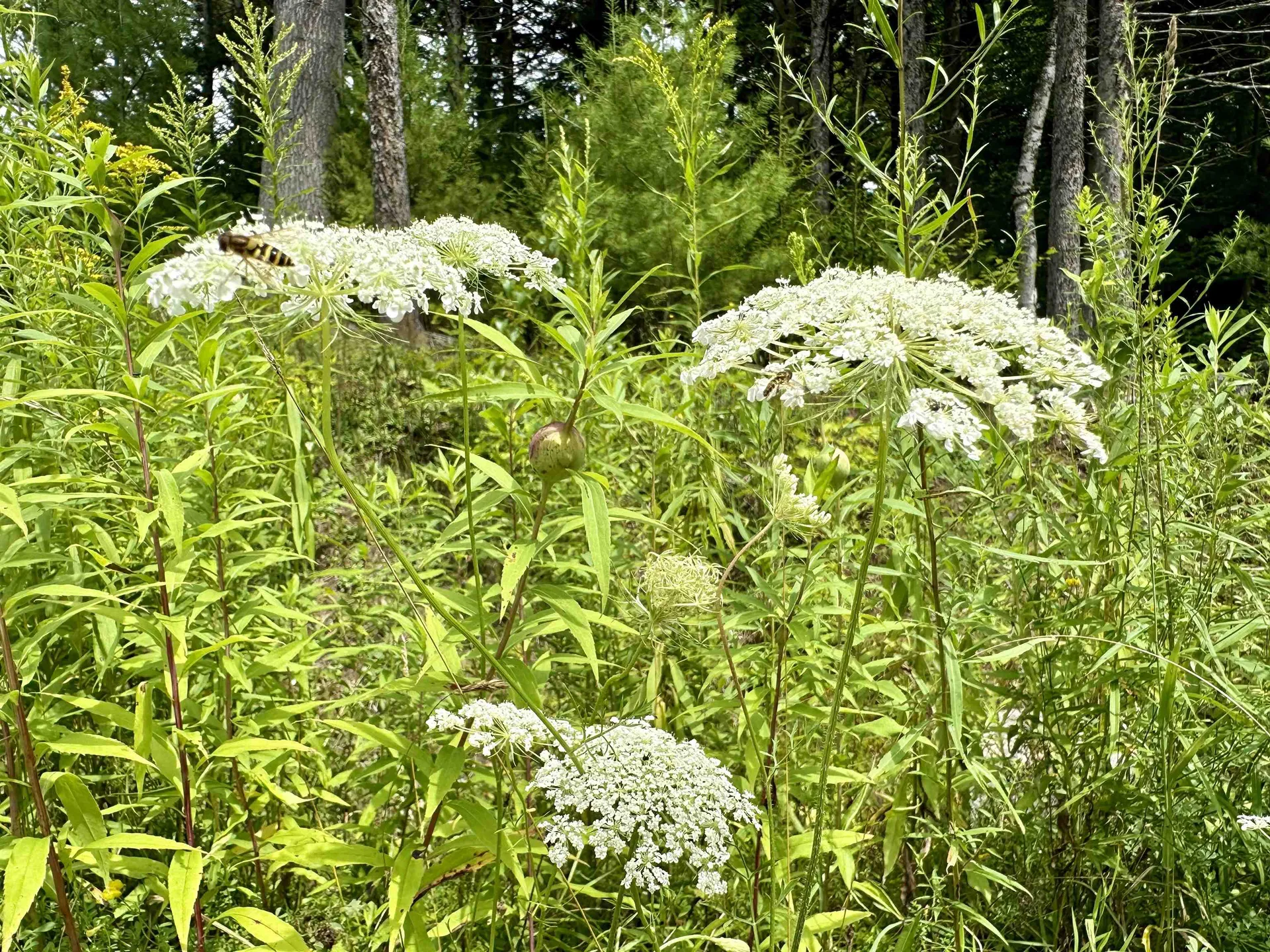 00 Knolls Road Warren VT 05674