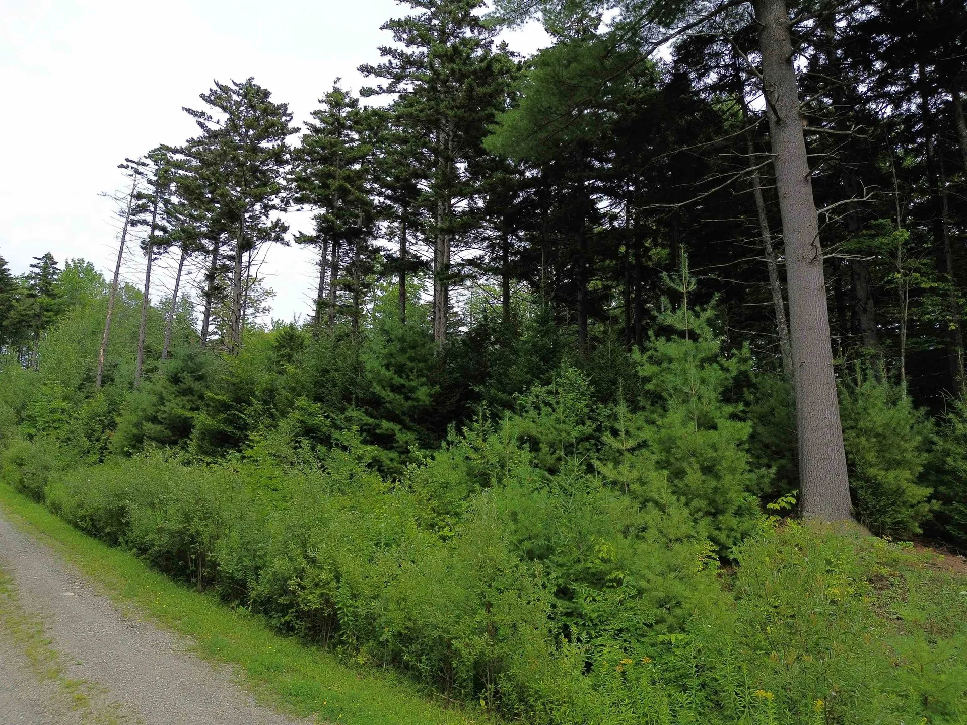 00 Knolls Road Warren VT 05674