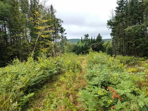 Lot 33 Goldilocks Lane Pittsburg NH 03592