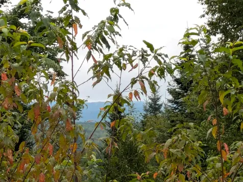 Lot 33 Goldilocks Lane Pittsburg NH 03592