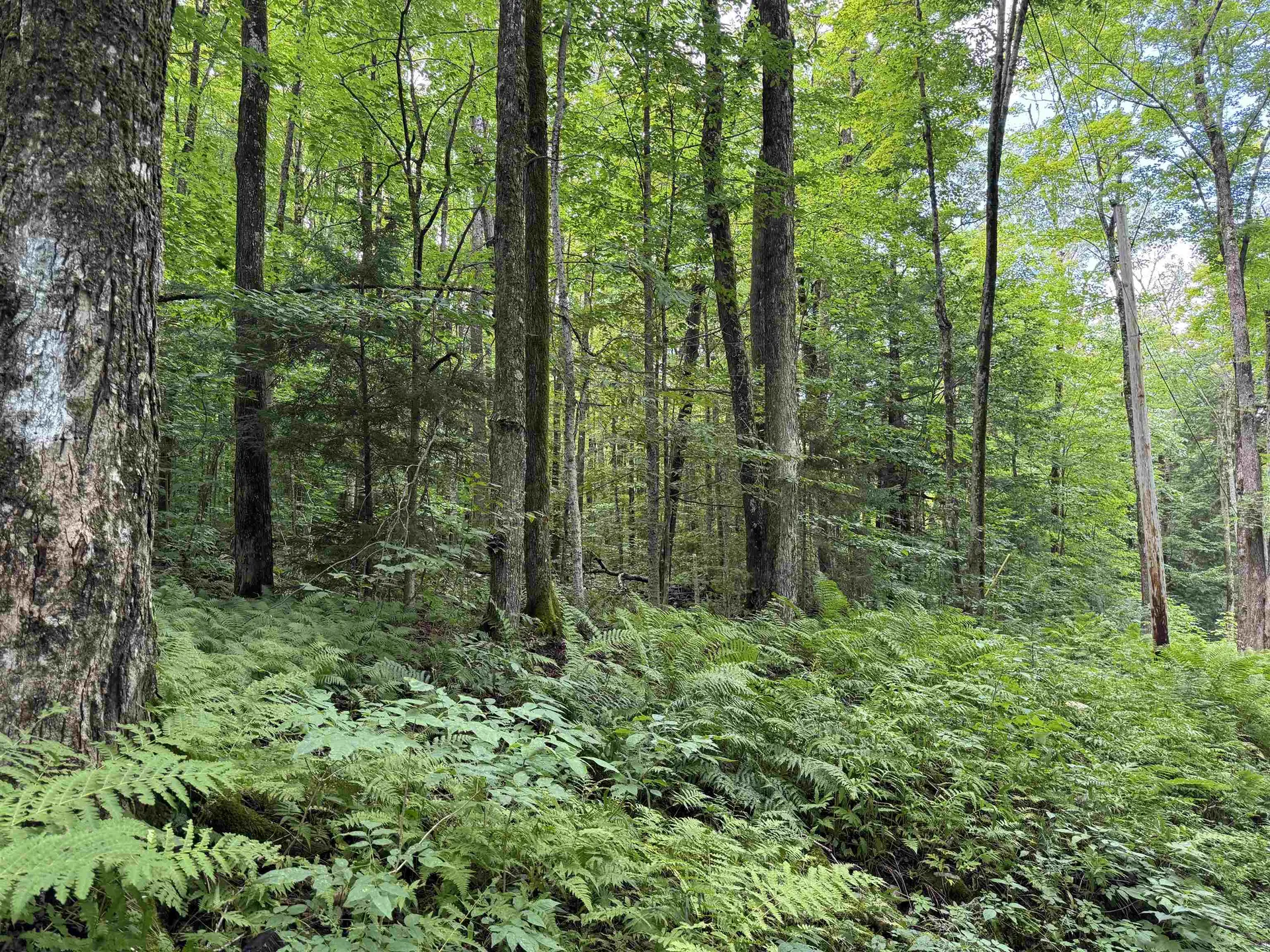 176 Button Hill Road Shrewsbury VT 05738