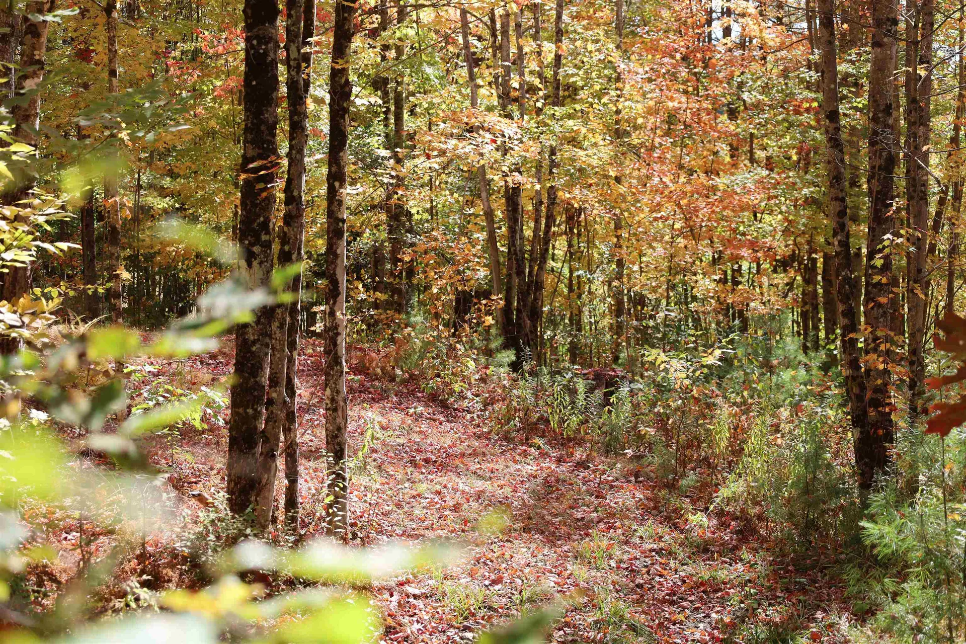 Row Off Daniels Farm Road Waterford VT 05819