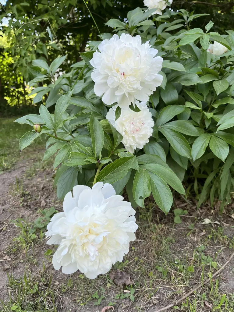 3497 Middle Road Clarendon VT 05759