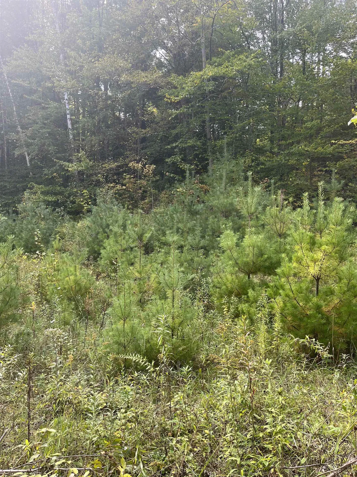 0 Whitmore Brook Road Chester VT 05143