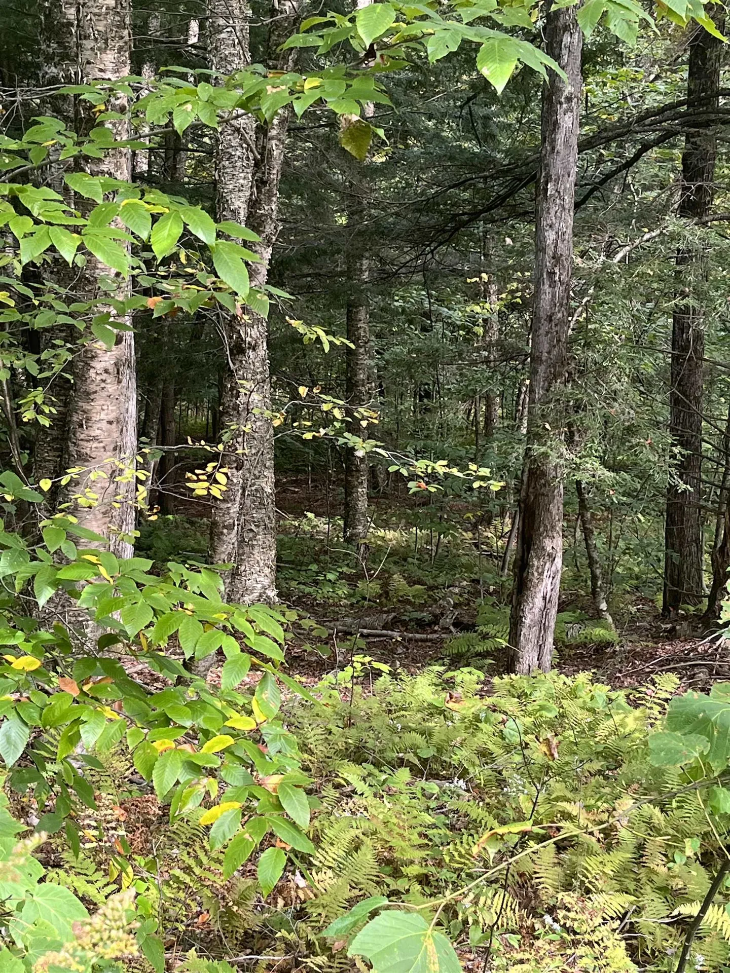 0 Whitmore Brook Road Chester VT 05143