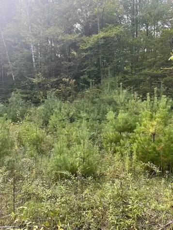 0 Whitmore Brook Road Chester VT 05143