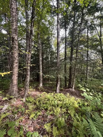 0 Whitmore Brook Road Chester VT 05143