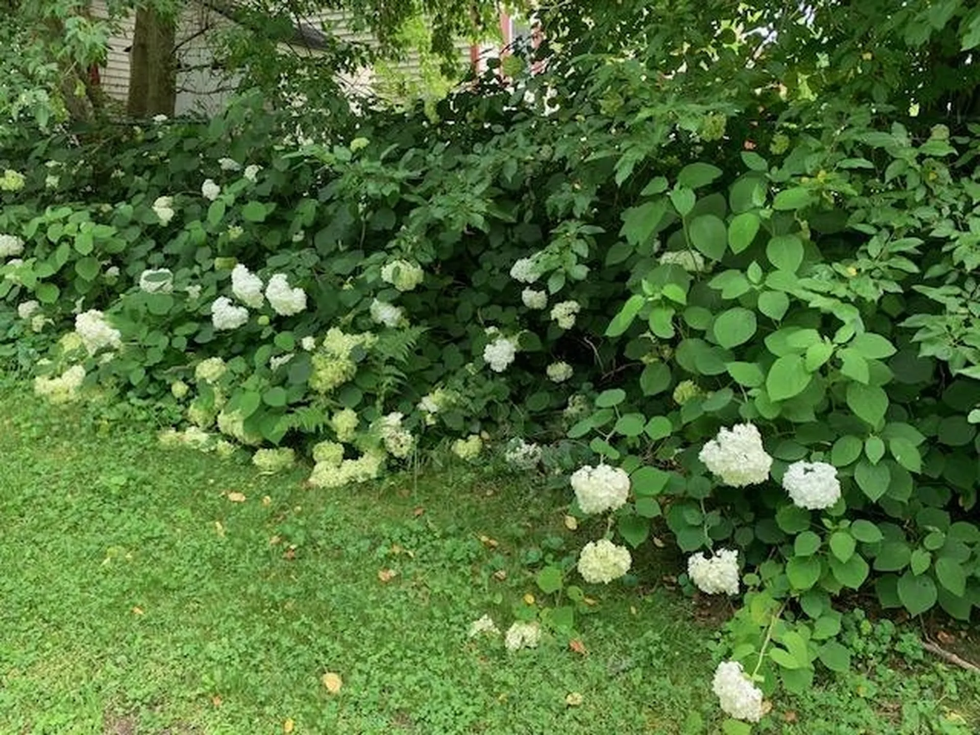 71 South Windsor Street Royalton VT 05068