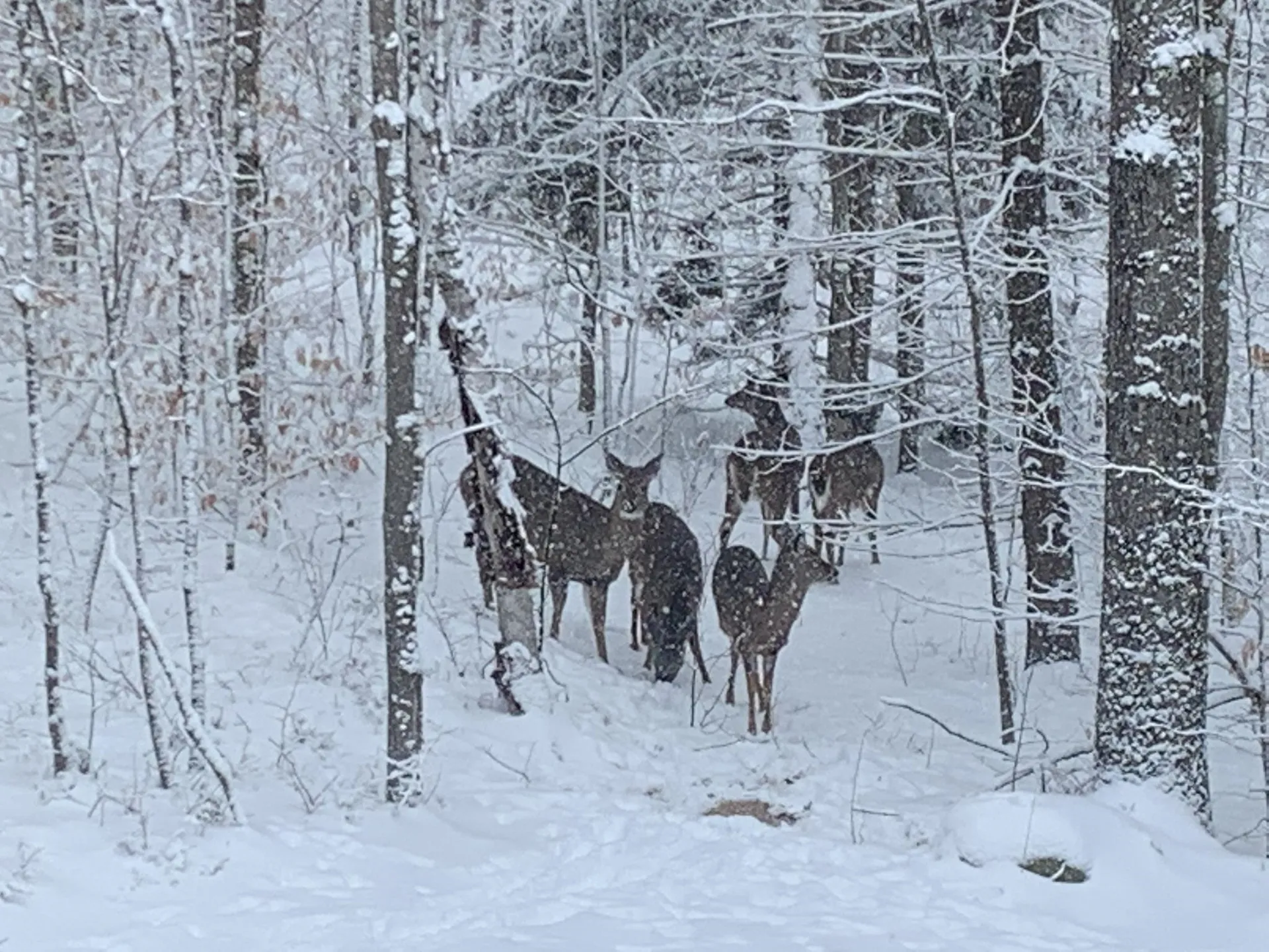 96 Musterfield Heights Road Marlow NH 03456