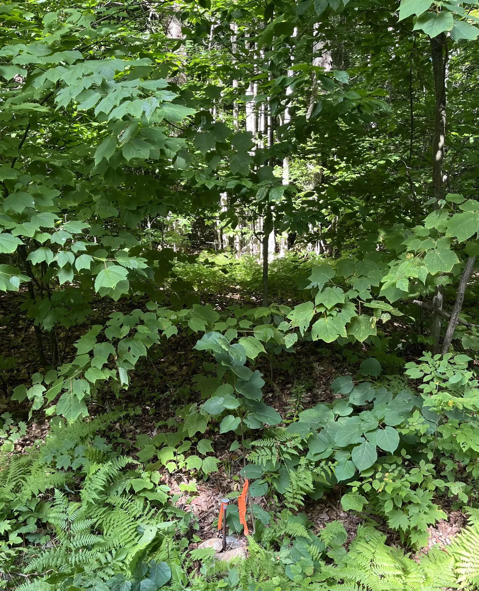 101 North Street Dover VT 05341