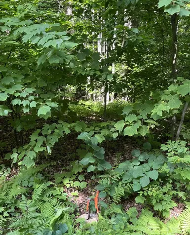 101 North Street Dover VT 05341