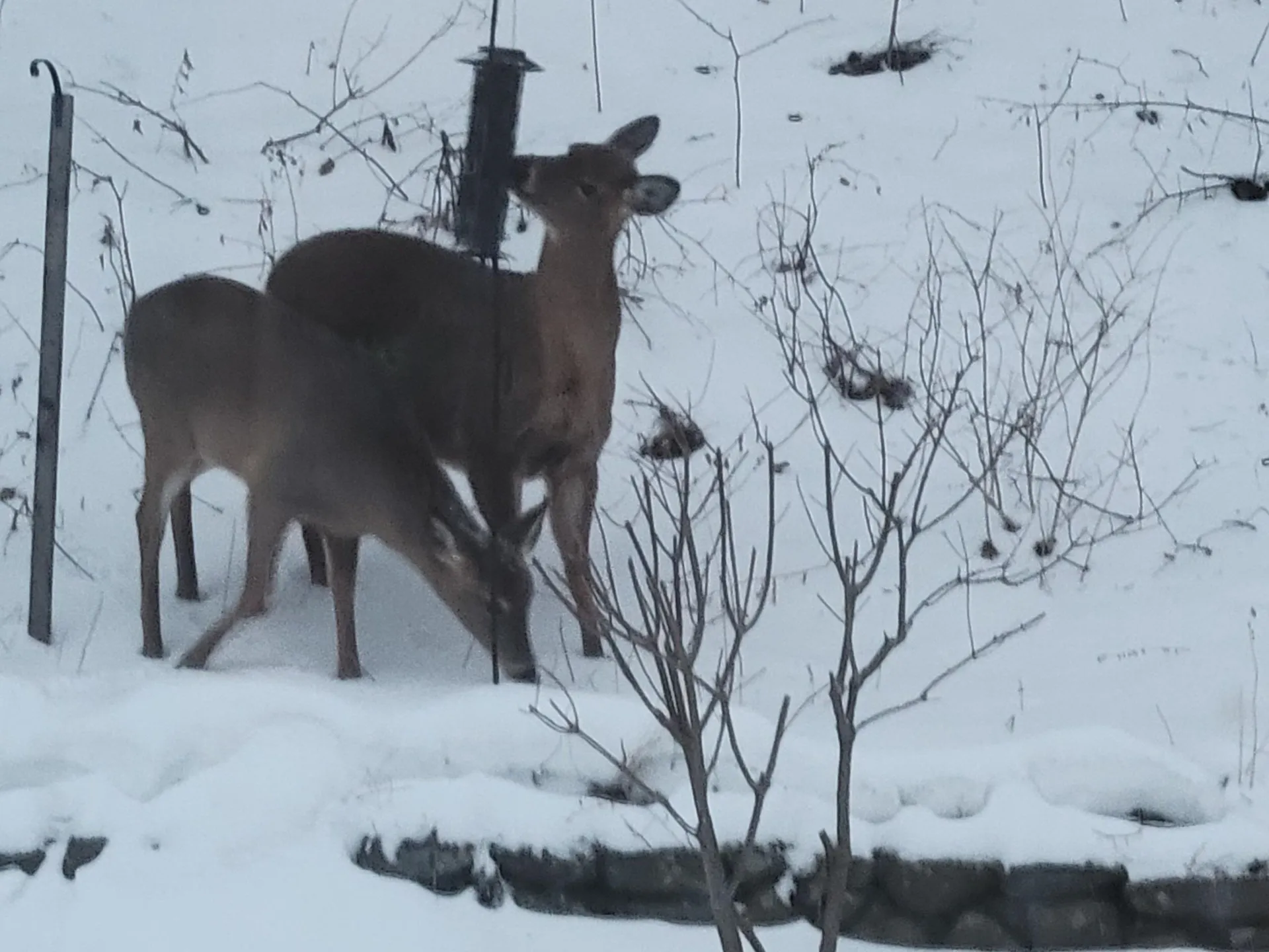 98 Blanchard Avenue Newport City VT 05855