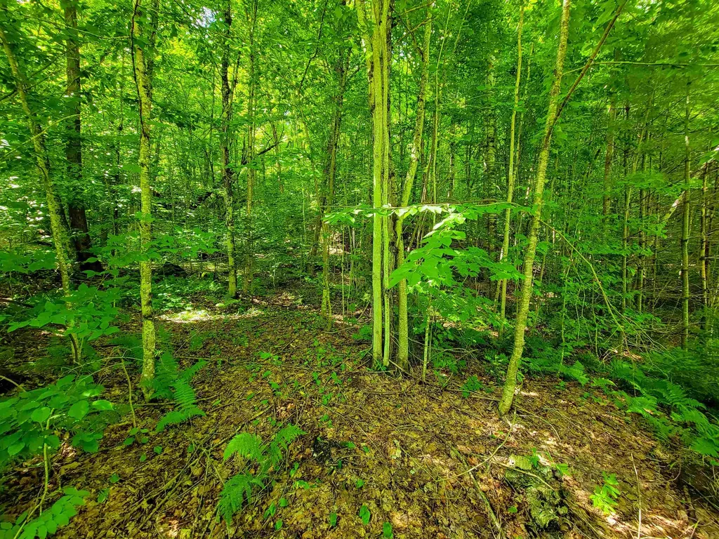 321 Herricks Cove Road Woodbury VT 05650