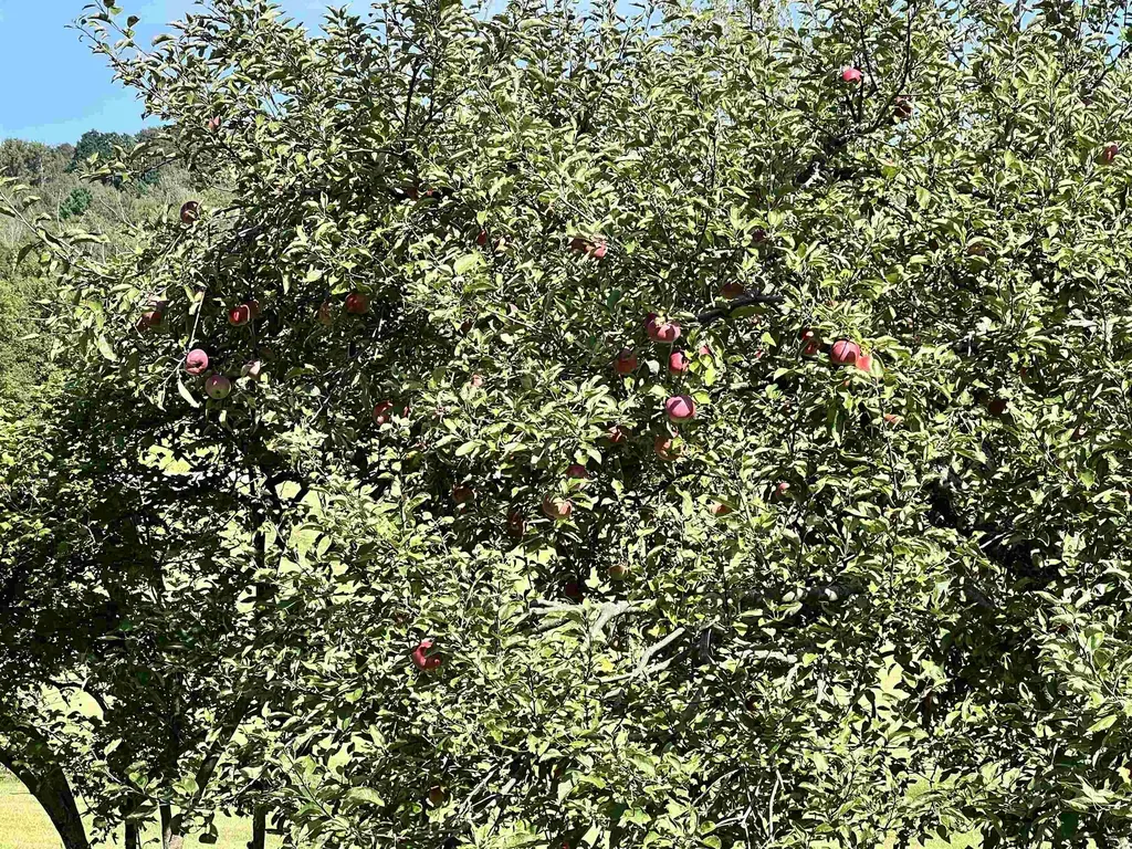 5410 Berkshire Center Road Berkshire VT 05450