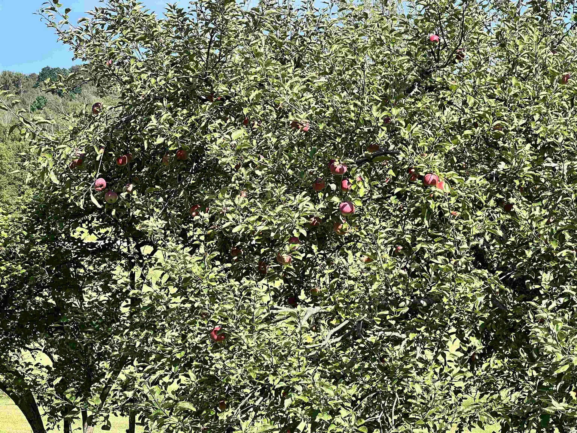 5410 Berkshire Center Road Berkshire VT 05450