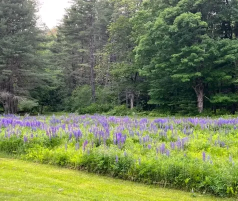 793 Grassy Brook Road Brookline VT 05345