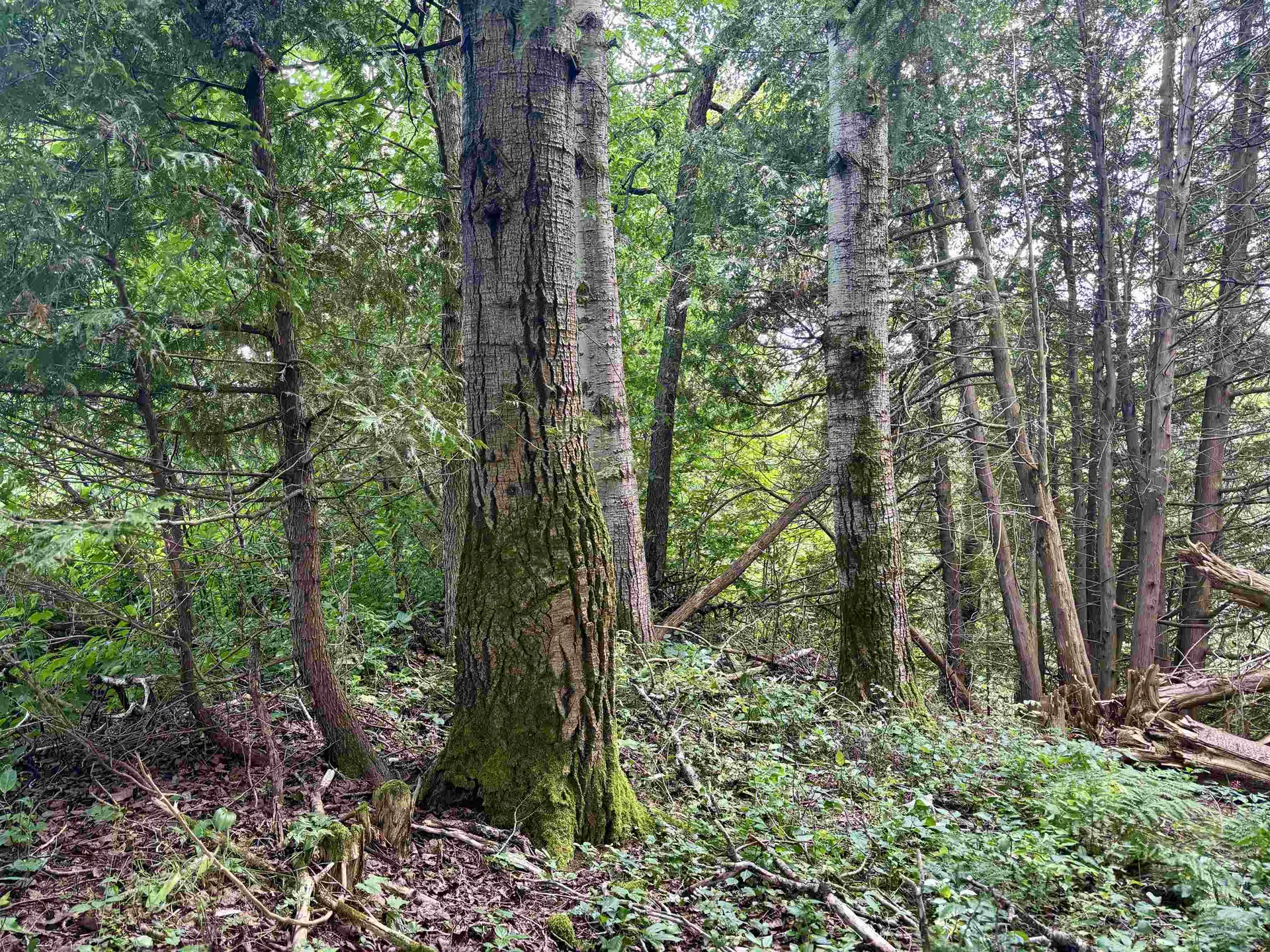 520 Prairie Road Holland VT 05830