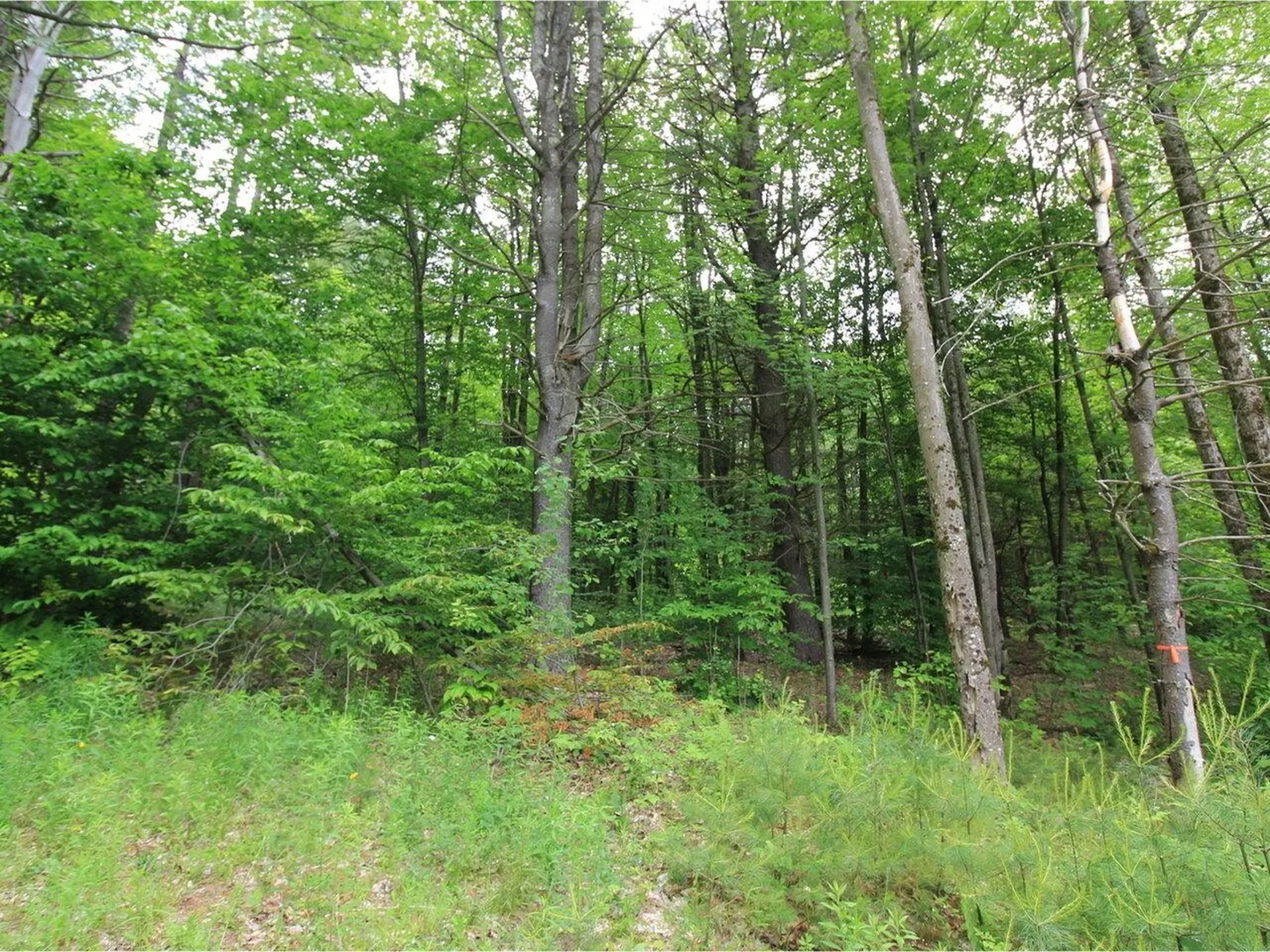 Lot 4 Piney Grove Lane Underhill VT 05489