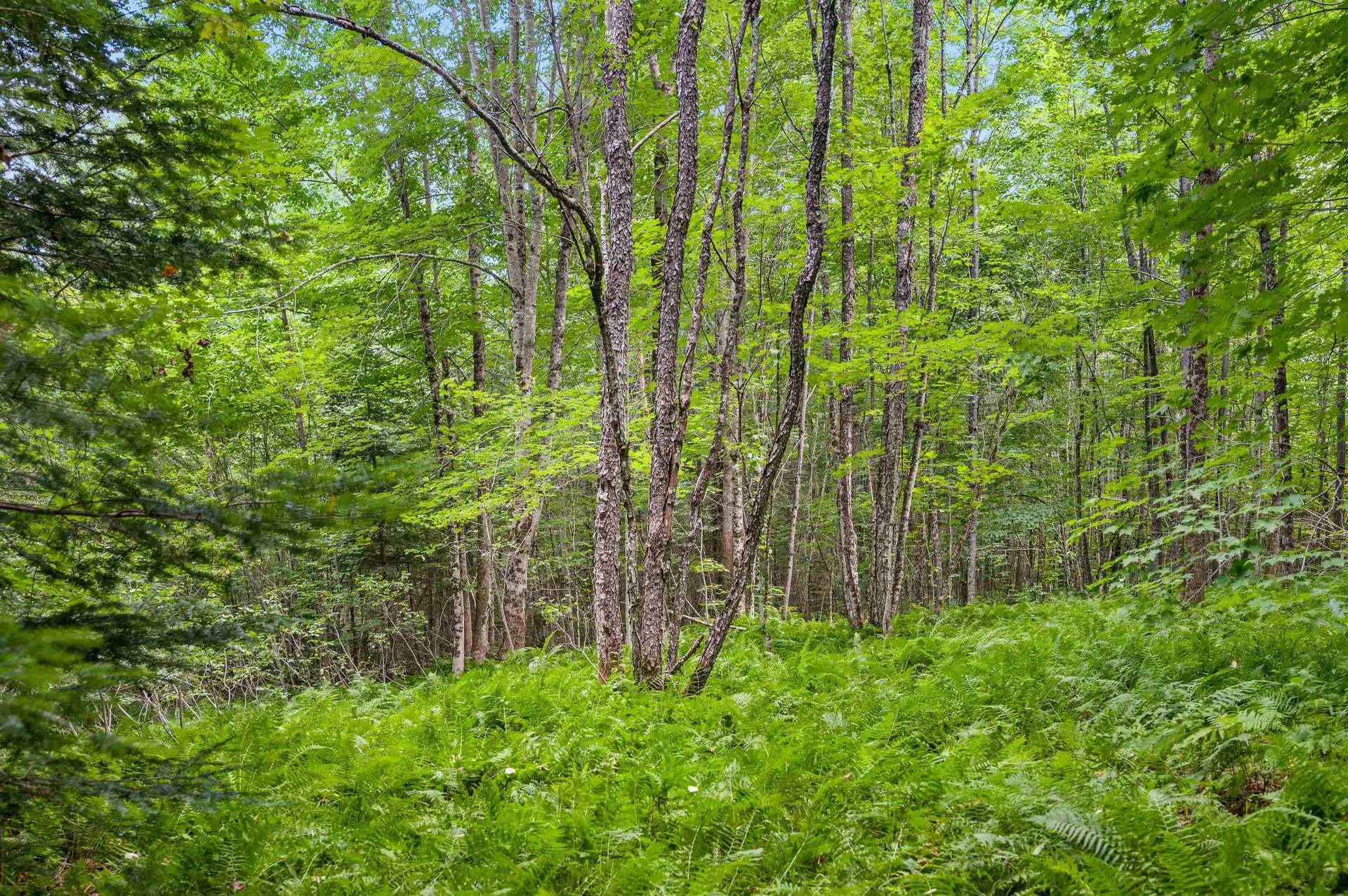 601 Greenbanks Hollow Road Danville VT 05828