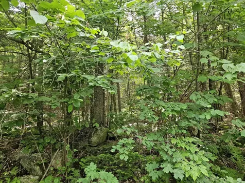 Lot 6 Mount Cleveland Road Bethlehem NH 03574