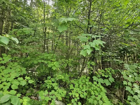 Lot 6 Mount Cleveland Road Bethlehem NH 03574