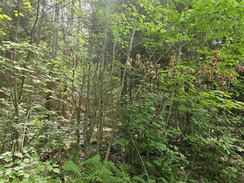 Lot 6 Mount Cleveland Road Bethlehem NH 03574
