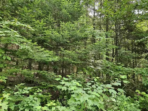 Lot 6 Mount Cleveland Road Bethlehem NH 03574