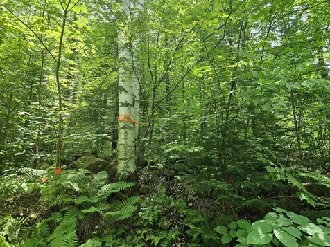 Lot 6 Mount Cleveland Road Bethlehem NH 03574