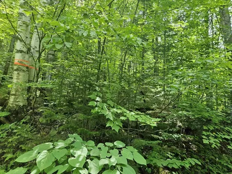 Lot 6 Mount Cleveland Road Bethlehem NH 03574
