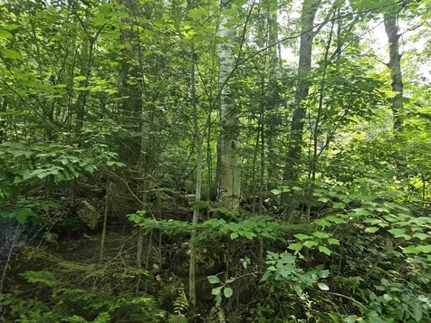 Lot 6 Mount Cleveland Road Bethlehem NH 03574