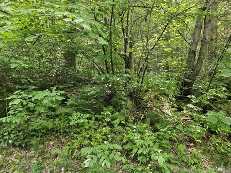 Lot 6 Mount Cleveland Road Bethlehem NH 03574